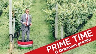 U Orbanom grožđu  206  Prime Time [upl. by Alyahsal]