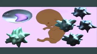 MONOCYTES MACROPHAGES DENDRITIC CELLS mp4 [upl. by Nayra234]