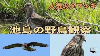 池島の野鳥観察（ケリ・人気のタマシギ・チョウゲンボウ） [upl. by Ahsircal]