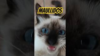 Maullidos de gatos cat shorts [upl. by Fiske]