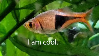 Basic Info The Harlequin Rasbora [upl. by Anilef]