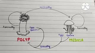 Difference between Metamerism  Metagenesis  Metamorphosis  Metastasis  BIOLOGY Bubble  NCERT [upl. by Raskind234]