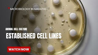 Established Cell Lines  Cell Culture Technique  Microbiology in Marathi [upl. by Yelahs]