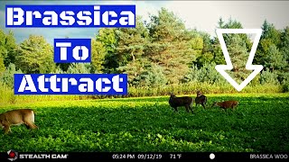 Best Crop To Plant To Attract Whitetail Deer EP4 [upl. by Odradlig]