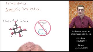 What is Fermentation Anaerobic Respiration [upl. by Sevy]