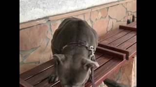 John Wick Bully Pitbull Brute Bloodlines Burton  Bubba [upl. by Naz]