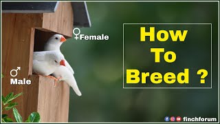 How to Breed Zebra finches  White Finch Gender identification male female white finch difference [upl. by Radcliffe]