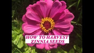 Growing Zinnias How to harvest their seeds from your Garden [upl. by Redd5]