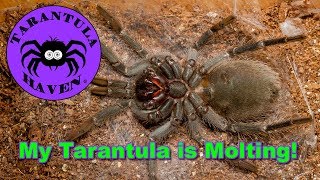 My Tarantula is MoltingWhat to Expect [upl. by Jilly719]