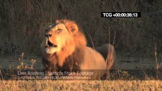 Lion Roaring HD wild deep and LOUD [upl. by Shaylynn268]