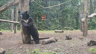 Asiatic Black Bear scratching its back at Pair Daiza [upl. by Skipper]