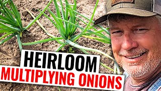 What Are Multiplying Onions And How Do You Plant Them [upl. by Atnoek253]