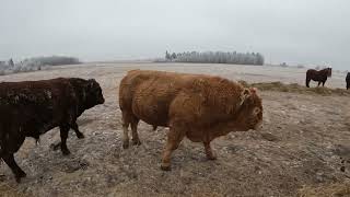 Frosty Feeding Mature Bulls amp Horses [upl. by Hassett]