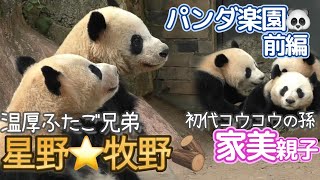 【穏やかすぎる兄弟🐼】THE温厚！星野くん牧野くん⭐️🪵コウコウの孫は親子バトルロワイヤルw【パンダ楽園：前編】20241月 Giant Panda Base [upl. by Hoisch957]