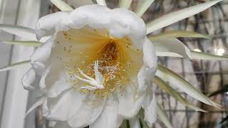 Epiphyllum chrysocardium [upl. by Brittnee215]