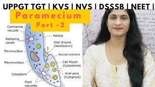 Paramecium Part  2  Protozoans  Animal kingdom  Uppgttgtbiology  KVSpgt  DSSSB  NVS  NEET [upl. by Ylac]