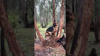 GermanShepherd Playing with Stick germanshepherd funnyanimal gsd adventure dogshorts gsdshorts [upl. by Orola510]