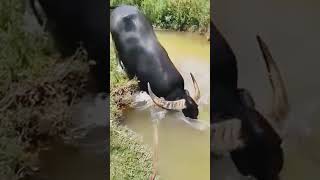 Buffalo In Water shortvideo buffalo animal [upl. by Evannia319]