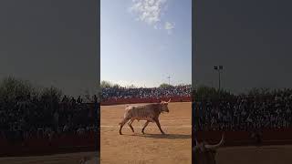 encierro de Villaviciosa de Odón 2024 [upl. by Gluck]