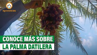 Conoce más sobre el cultivo de la palma datilera [upl. by Naam]