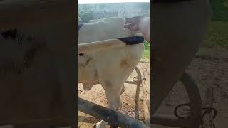 Injection in Cow cow vet animals [upl. by Lucio]