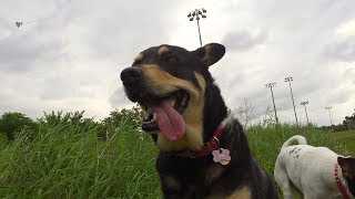 Dog Flies A Kite [upl. by Melac]