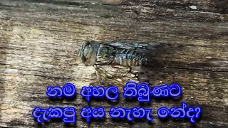 Sound of the Cicada  හඬ අහලා තිබුණට දැකලා නැති රැහැයියාගේ නාදය cicada [upl. by Noitna804]