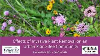 Effects of Invasive Plant Removal on an Urban PlantBee Community [upl. by Otreblon]