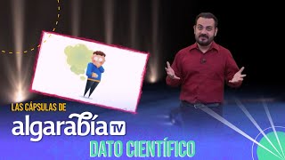 Algarabía TV  Dato científico  Flatulencias [upl. by Ally]