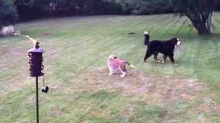 Pups at play Bernese Mountain Dog Lets St Bernard jump all over it [upl. by Elrak]