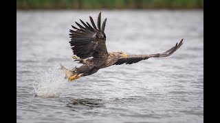 White tailed eagle fishing [upl. by Anastase670]