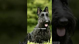 Top 10 loudest barking dog in the world😵Which one is your favorite🐶 [upl. by Ahsilad]