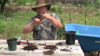 The Basics of Comfrey Propagation by Root Cuttings [upl. by Rhett]