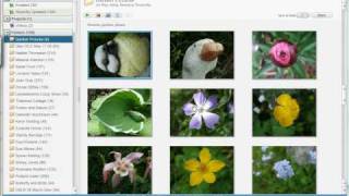 Google Picasa Tutorial  Saving and editing pictures [upl. by Eiryt529]