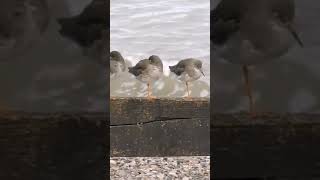 Redshank [upl. by Aynad]