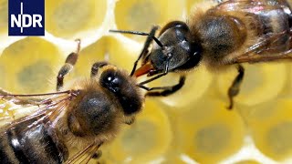 Rettung für unsere Bienen Ein Forscher macht Hoffnung für die Zukunft  45 Min  NDR [upl. by Shaer]