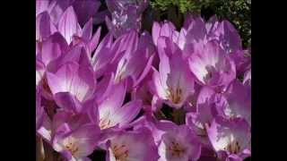 Colchicum autumnale with translation text [upl. by Elleimac223]