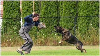 Intensive Look at High Performance Bitework  Kraftwerk K9 German Shepherds [upl. by Virg]