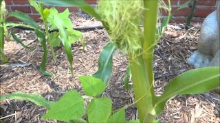 Lisa and the BeanstalkHow to Hand Pollinate Corn Stalks [upl. by Tobin]