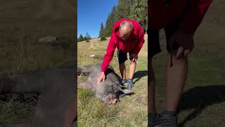 Found a pig on Transalpina road Romania transalpina romania pig [upl. by Gans]