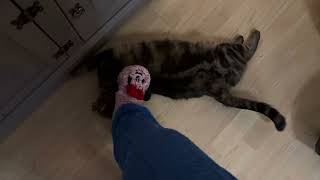 Chloe Gets a Foot Pat Coco Gets a Foot Stroke – Cat Playtime Fun [upl. by Akinirt]