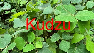 How good Kudzu can really be [upl. by Harry]