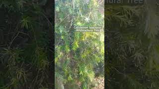 Callistemon Speciosus   krishnachura lovely plantlover greenmission [upl. by Jilli489]