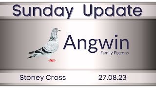 Young bird pigeon racing with Angwin Family Pigeons 270823 Sunday Update from Stoney Cross [upl. by Kalam]