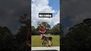 Malinois dog training session obedience dog training dogs dogtraining [upl. by Aubarta]