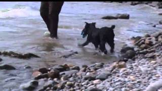 Standard Schnauzer Hexe at the Beach [upl. by Lindly352]