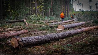 Jak pracujemy na ZRĘBIE uprzątającym  Okiem ZULa [upl. by Claudine]