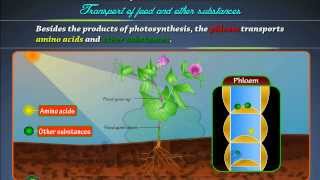 Transport of food in plants by edutree HD [upl. by Tarkany]