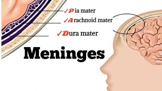 Meninges anatomy [upl. by Sashenka852]