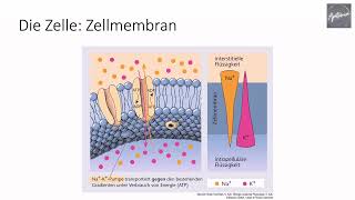 ANATOMIE MODUL 1  2 Organisation des Körpers und Zytologie [upl. by Afaw]